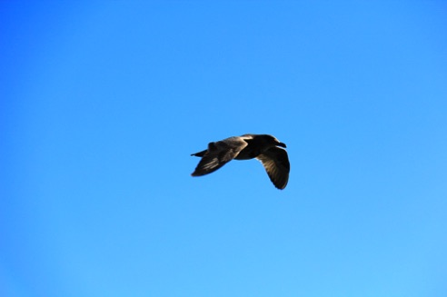 A Bird in the Blue Sky